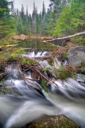 75  CW736-Beaver-dam-with-lodge-in-background.jpg